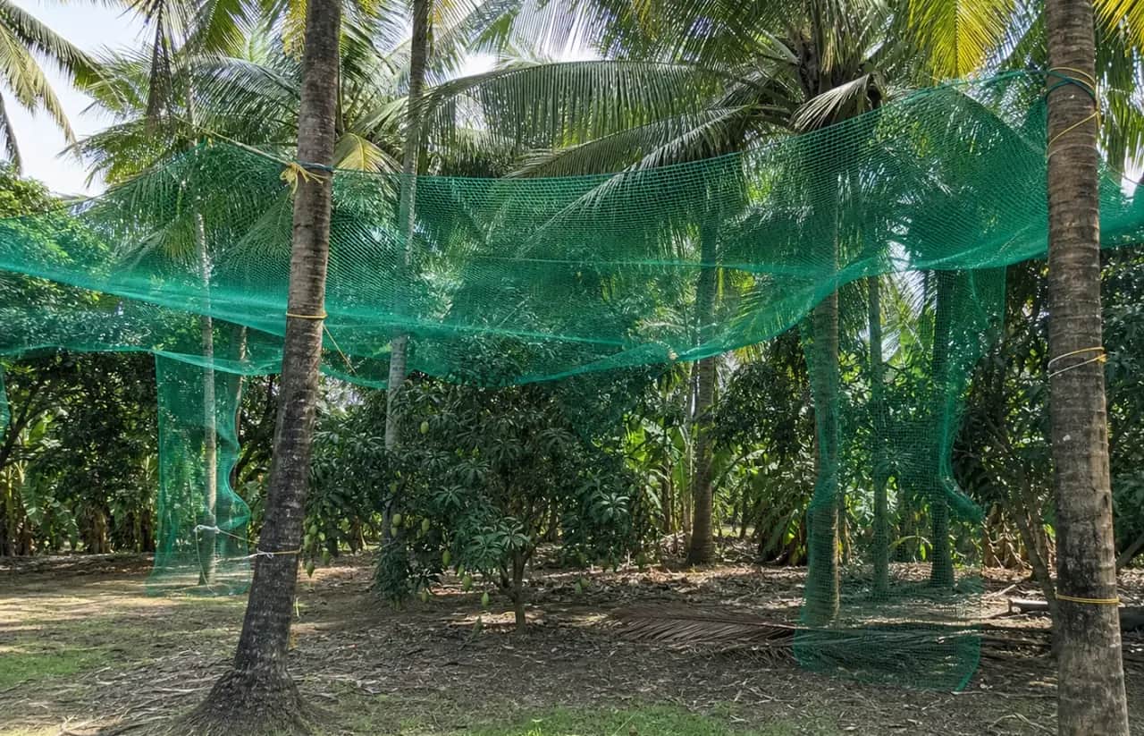 Tree Protection Nets 1