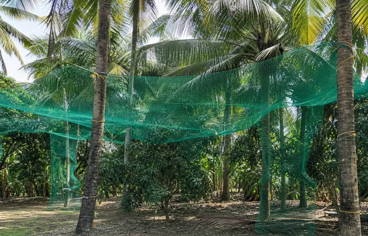 Tree Protection Nets 4