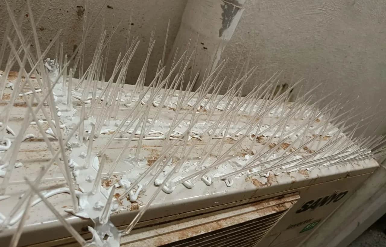 Reddy & Reddy Colony Tirupati Bird Spikes Installation for signboard lip