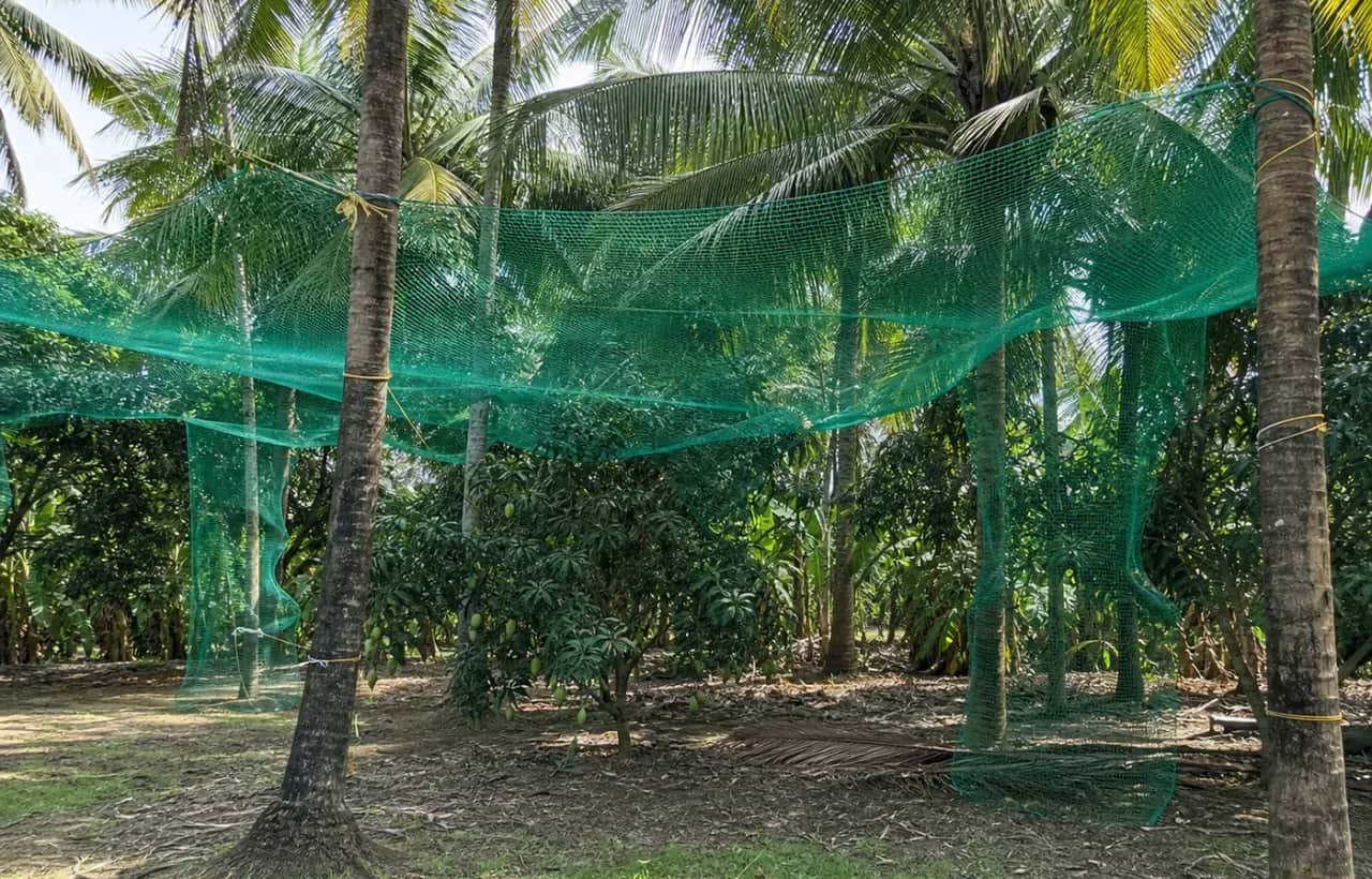 Coconut Tree Safety Nets in Aecs Layout, Bangalore