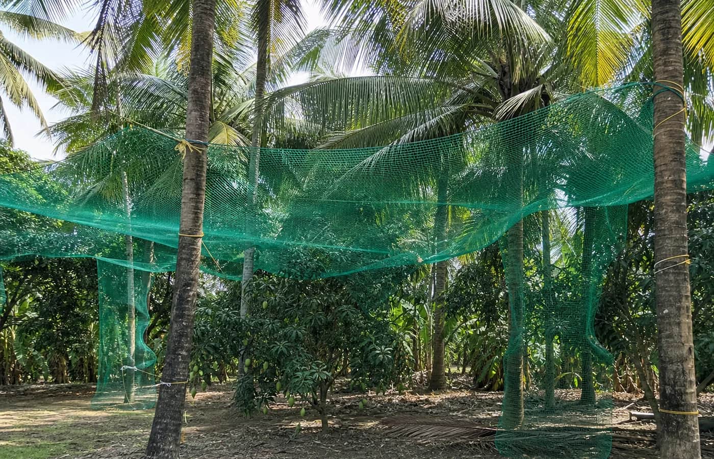 Tree Protection Nets sample finish by EverSafe Safety Nets