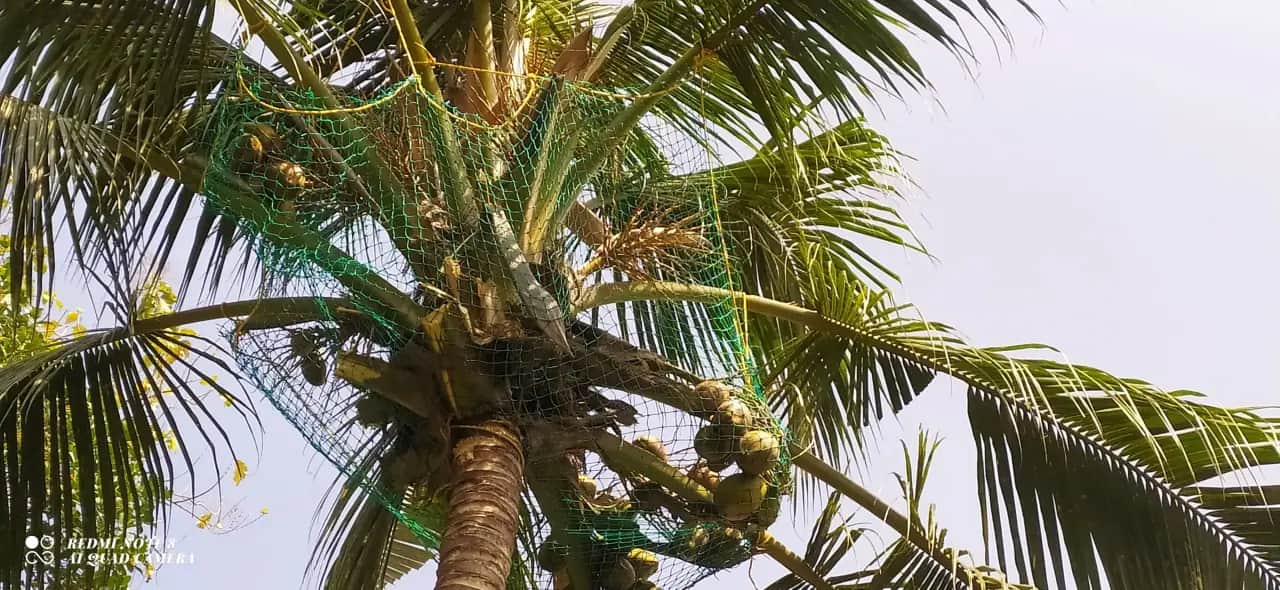 Coconut Tree Safety Nets in Outer Ring Road, Bangalore