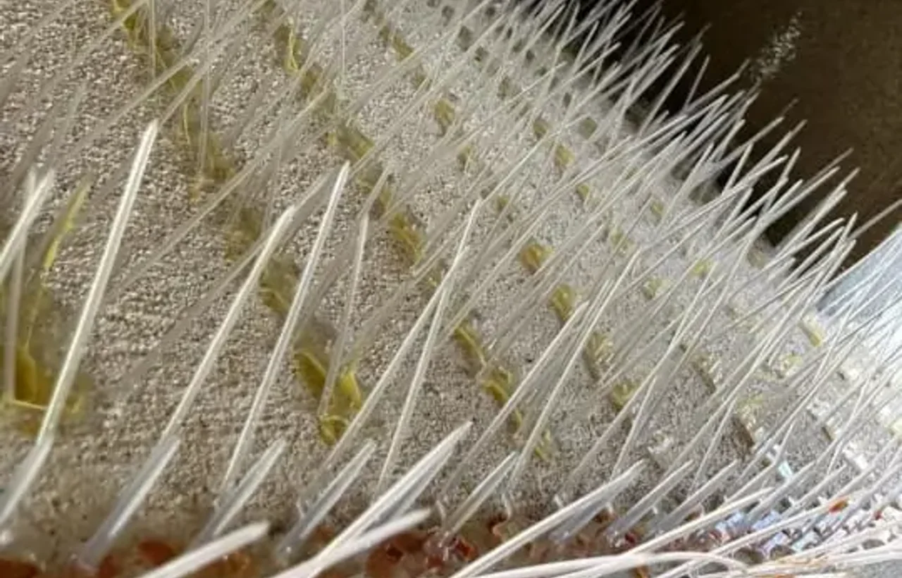 Representative bird spikes installation fit and access reference