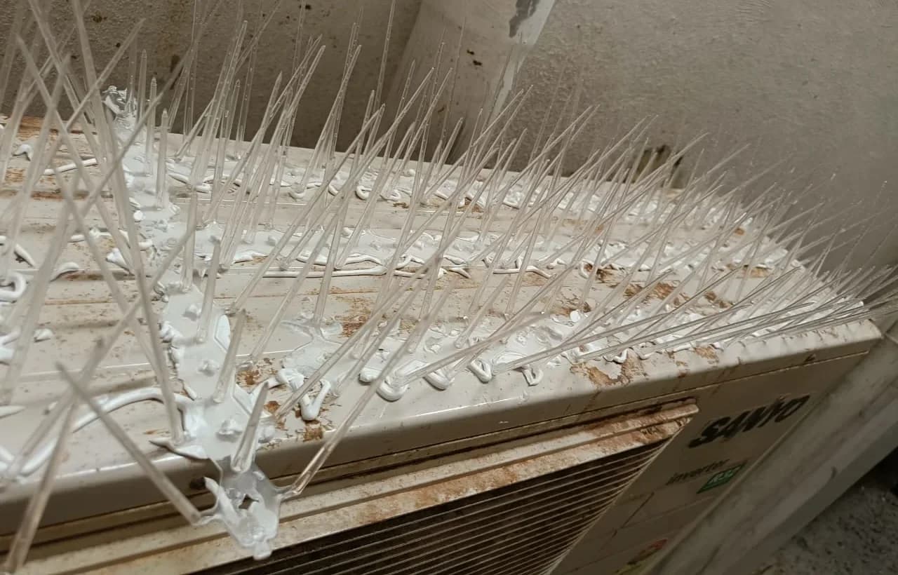 Bird Spikes Installation service planning for Eluru homes