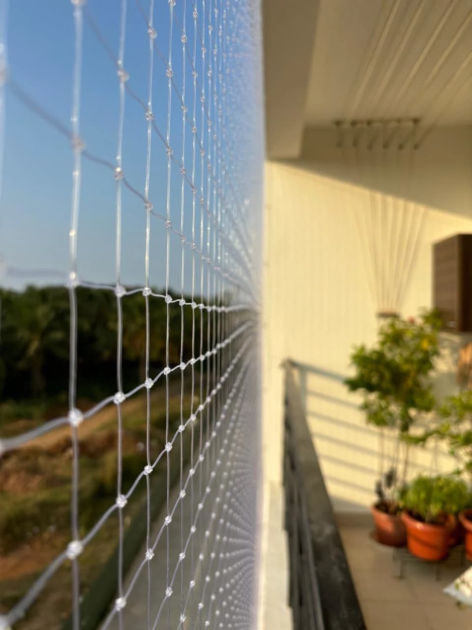 Invisible Bird Nets 2
