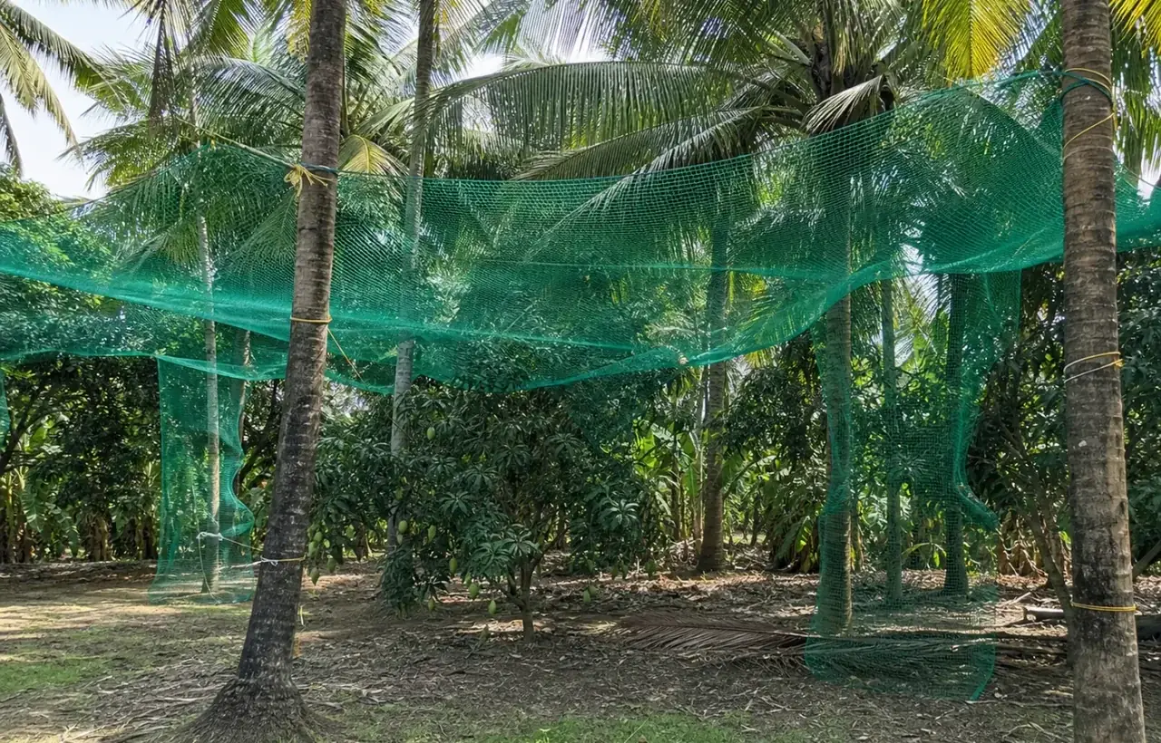 Representative coconut tree safety nets representative opening view