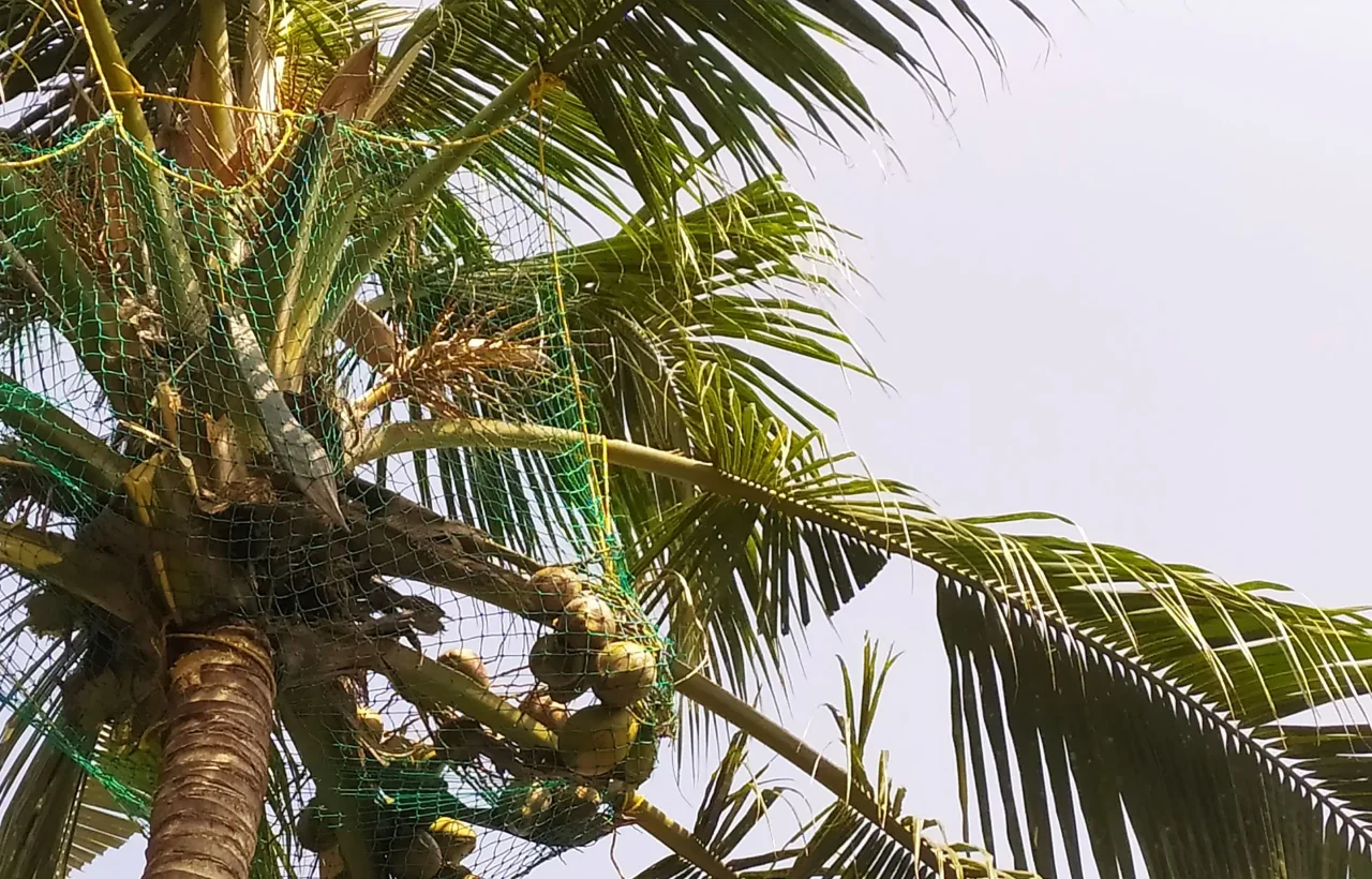 Representative coconut tree safety nets fit and access reference