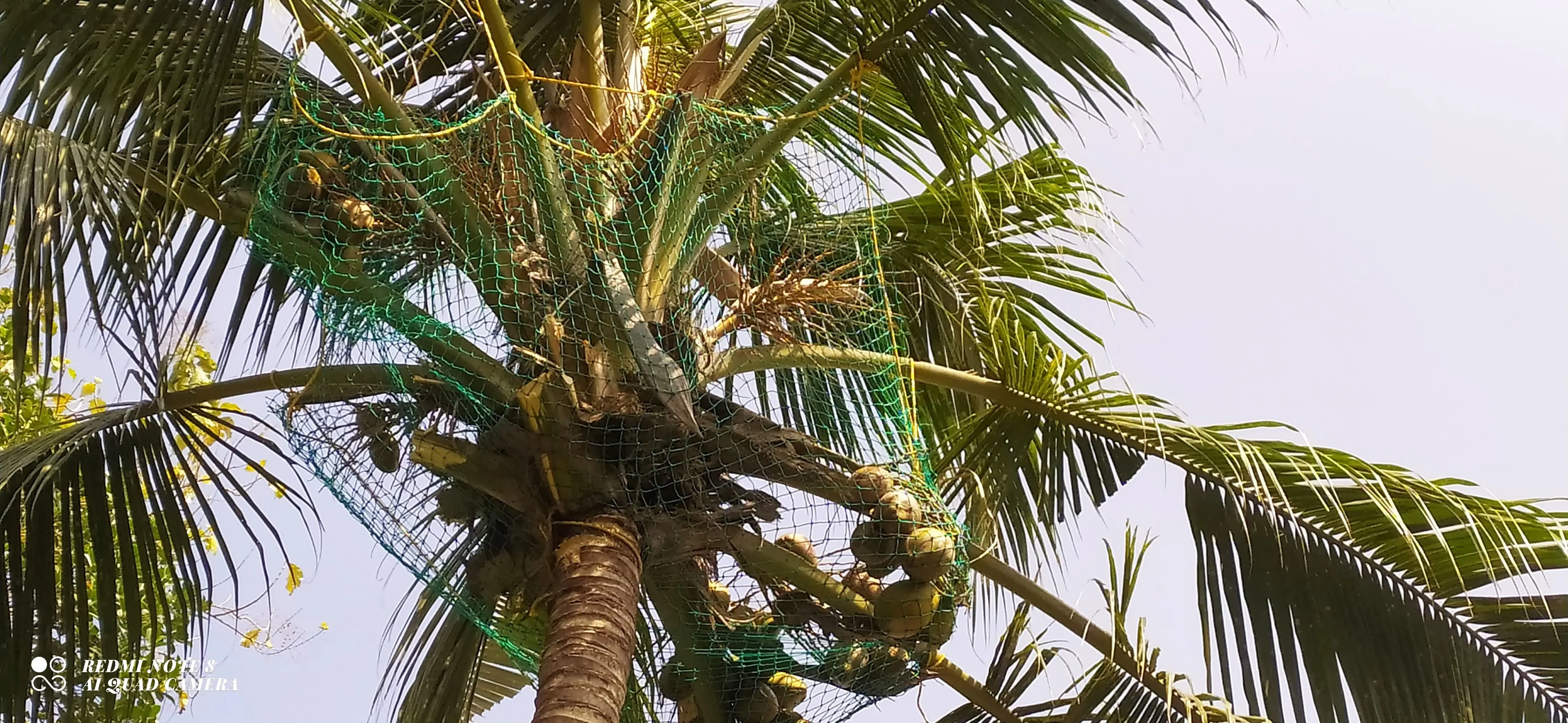 Coconut Tree Safety Nets installation in subedari